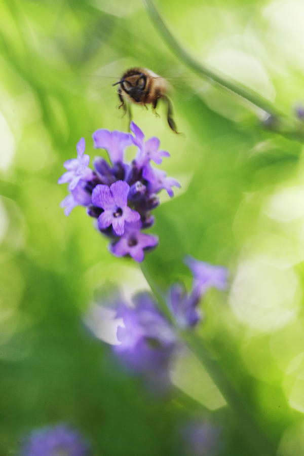Bee Approaching A Lavender Blossom Photograph by House Of Pictures / Kennet Havgaard