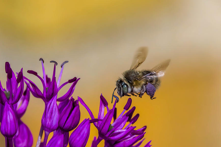 Macro Photograph - Bee At Purple Flower by Jan Riis Srensen