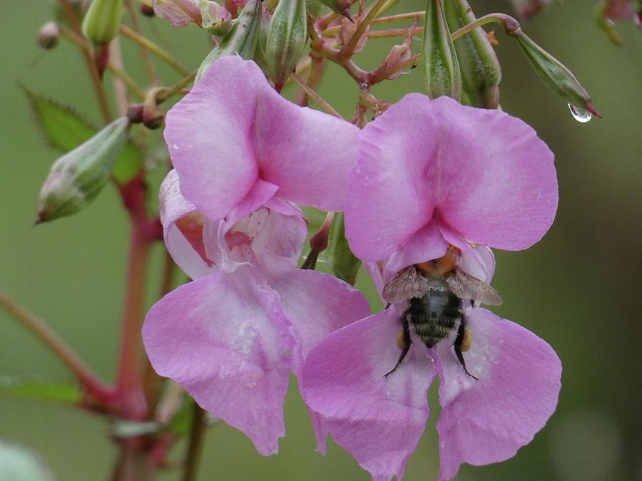 Bee at work Photograph by Ingrid Huetten