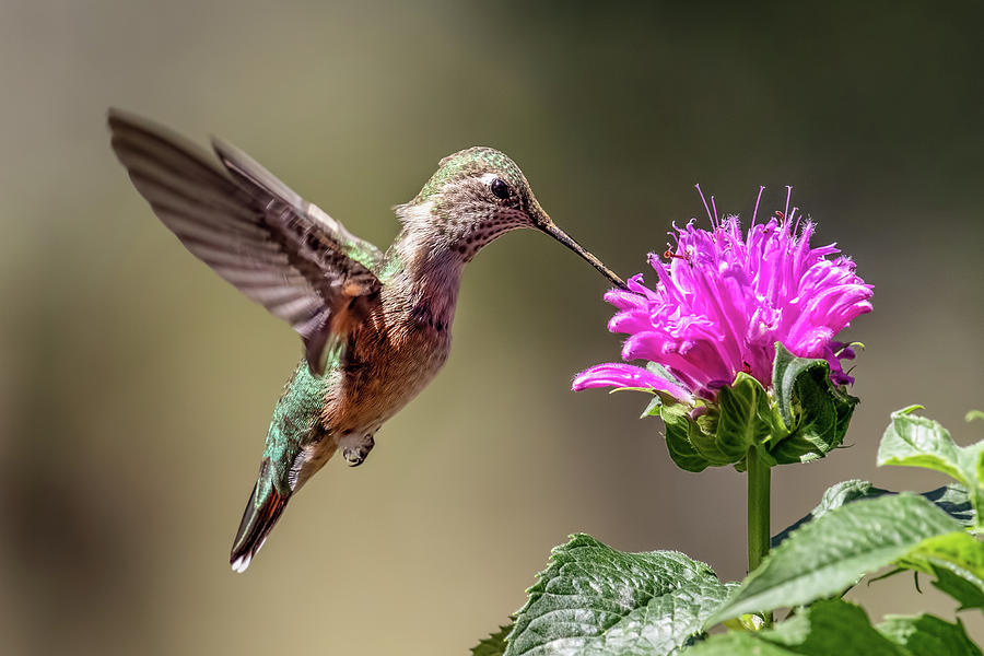 Bee Balm and Hummingbird Photograph by Dawn Key