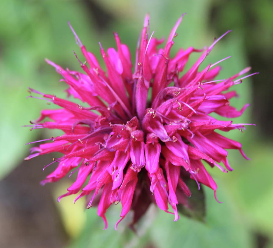 Bee Balm Bloom Photograph by Cathy Lindsey - Fine Art America