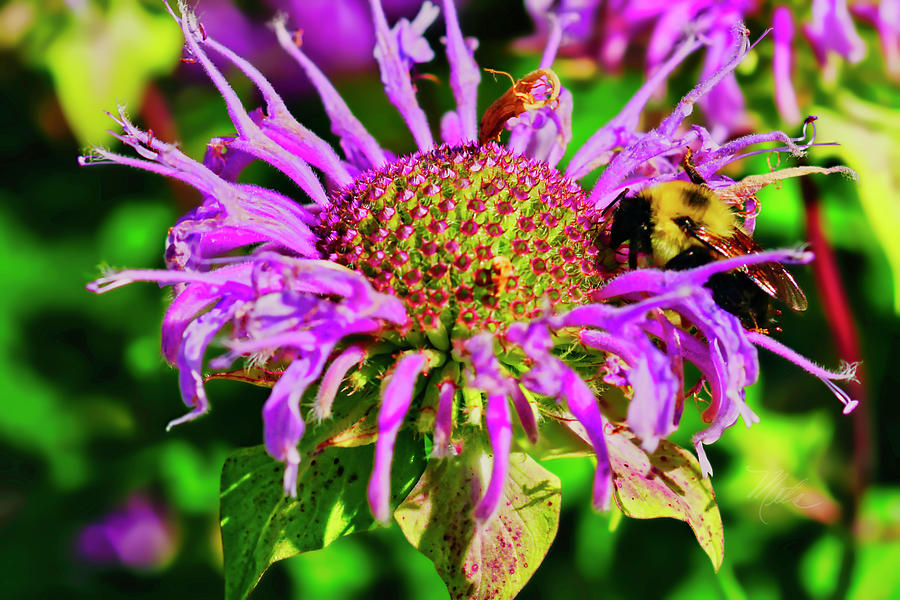 Bee Balm Photograph by Meta Gatschenberger