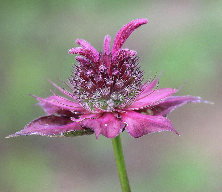 Bee Balm Starting To Bloom 3 Photograph