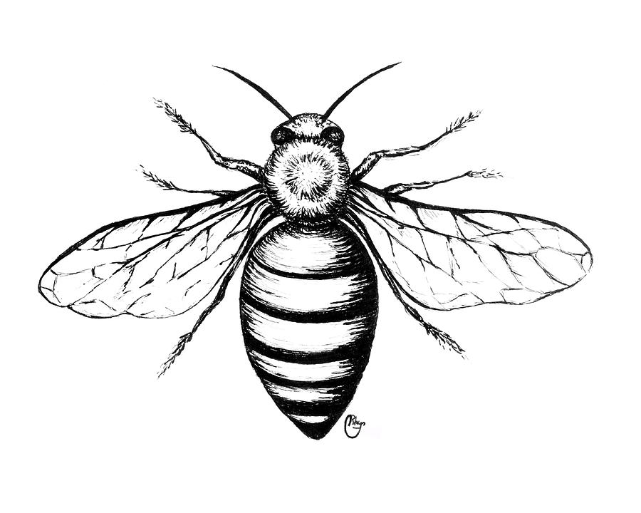 black and white bee drawing