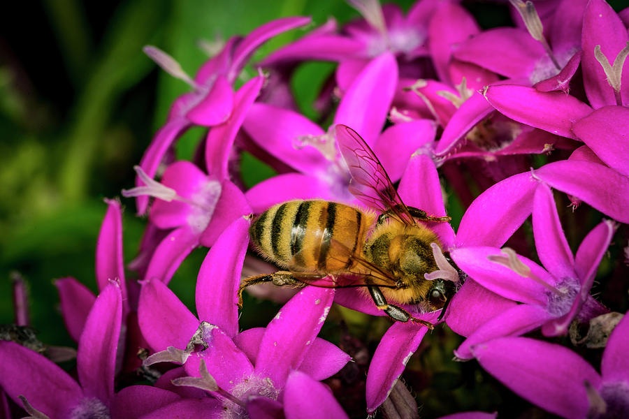 Bee Beautiful Photograph