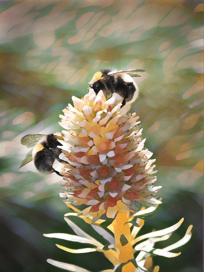 Bee Bee Digital Art by David Bader