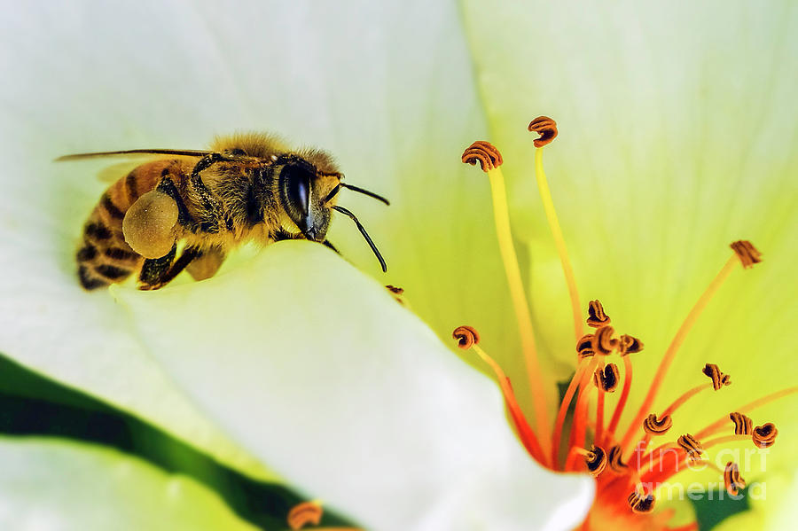 Bee Photograph by Bill Frische