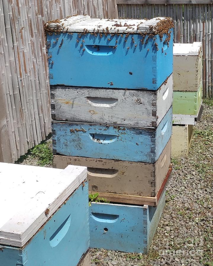 Bee Boxes Photograph by Leslie GatsonMudd Fine Art America