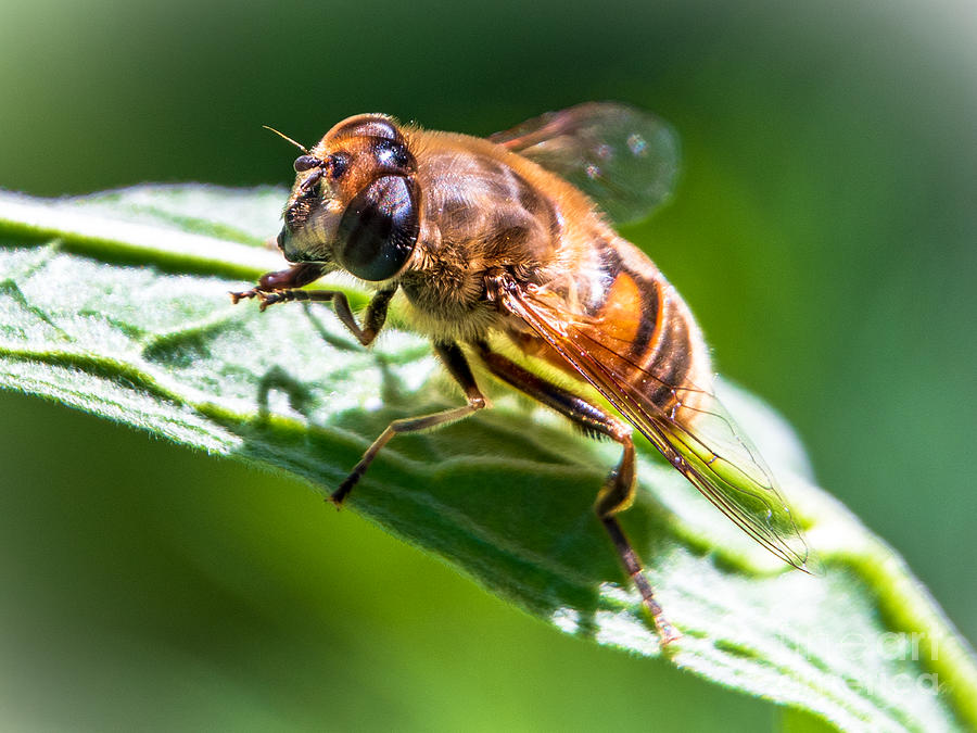 Bee Break by Stan Townsend Bee Break by Stan Townsend