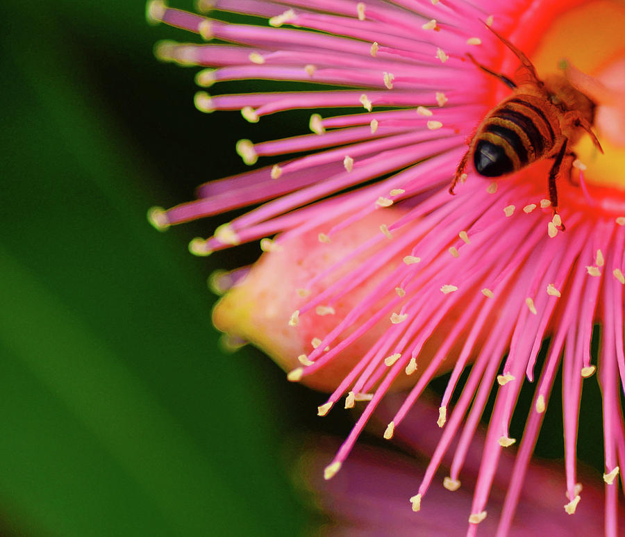 Bee Bum Photograph by Sherilyn Hawley