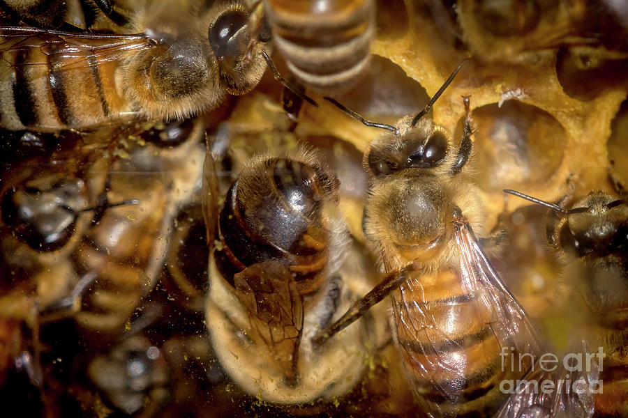 Bee Butts Photograph by Shawn Jeffries