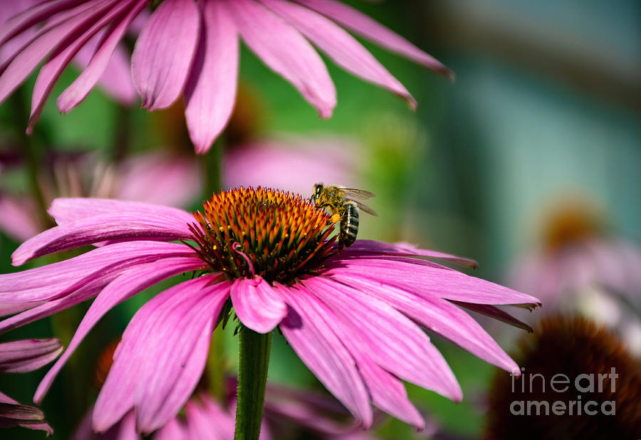 bee collects nectar on Echinacea Photograph