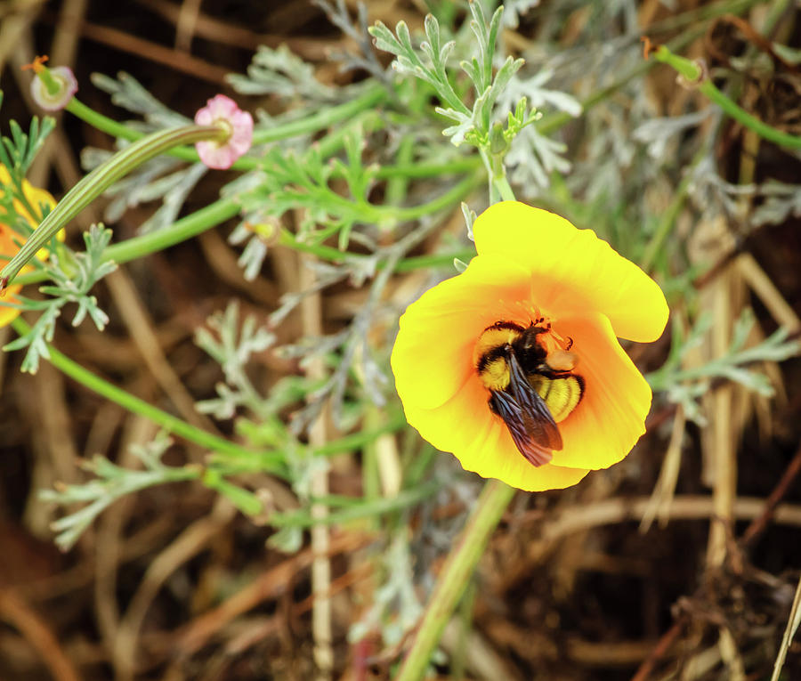 Bee Color Photograph by Arthur Bohlmann