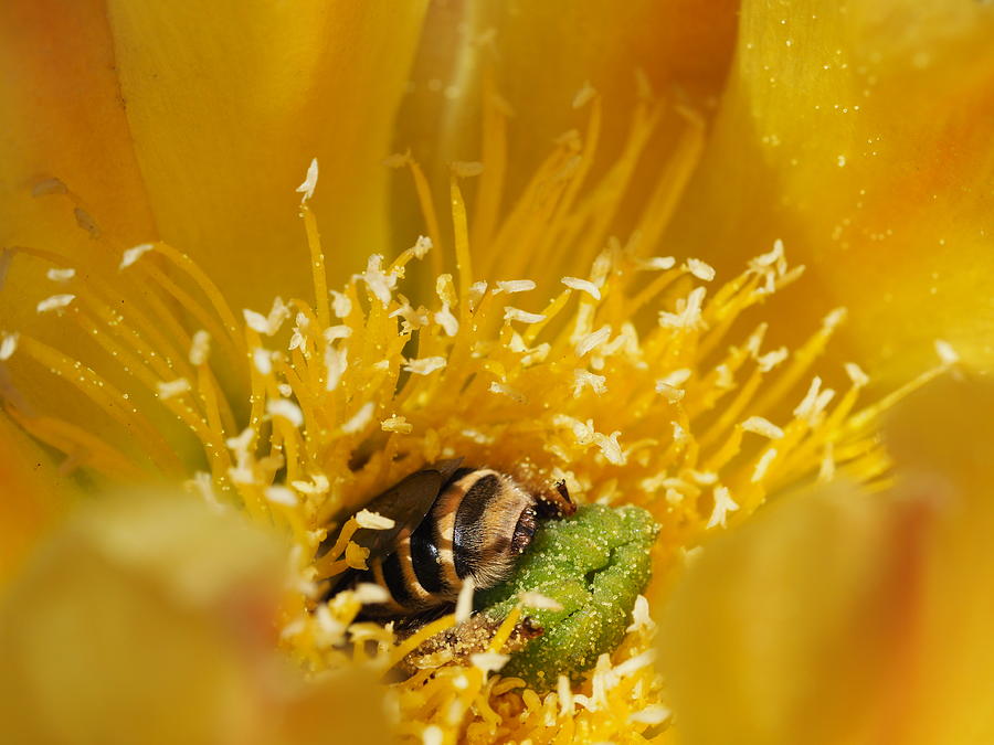 Bee Deep Photograph by Denise Benson