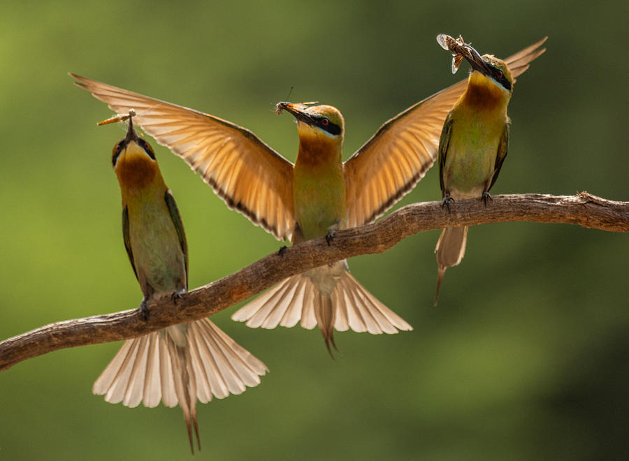 Wildlife Photograph - Bee Eater Party by Manish Nagpal
