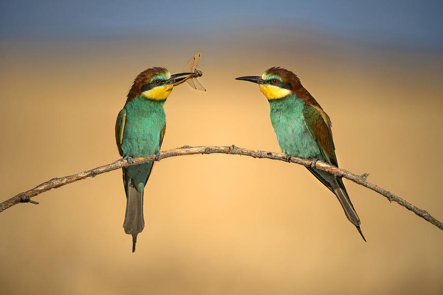 Bee-eater Photograph - Bee-eater by Xavier Ortega Bee-eater Photograph - Bee-eater by Xavier Ortega