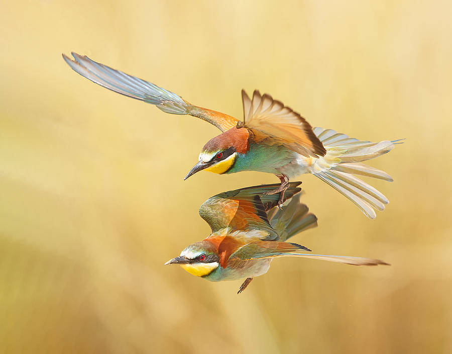 Bee-eaters - Couple Flying Together Photograph by Shlomo Waldmann