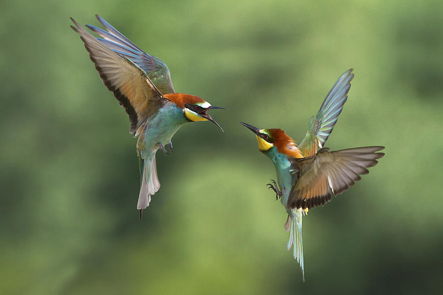 Bird Photograph - Bee-eaters Fights by Marco Redaelli