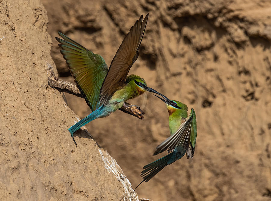 Wildlife Photograph - Bee Eaters Mid Air Fight by Manish Nagpal