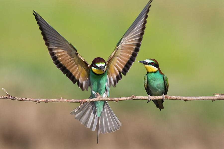 Bee-eaters, Pair, Male Feeding Female, Merops Apiaster, Bulgaria, Europe Photograph by Konrad Wothe