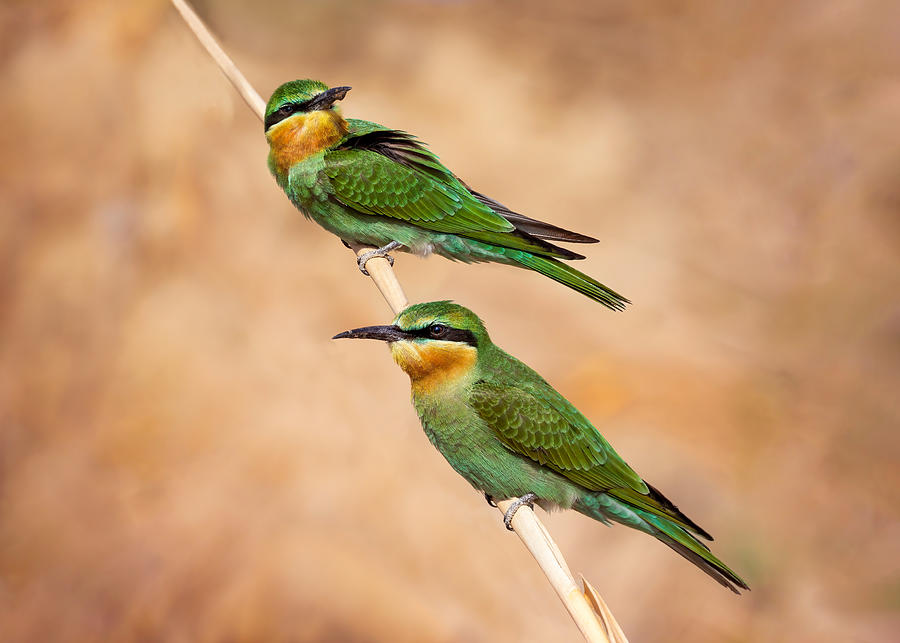 Nature Photograph - Bee Eaters by Vida