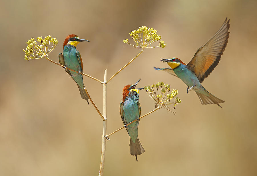 Bee Photograph - Bee-eaters - Who Will Earn The Bee... by Shlomo Waldmann Bee Photograph - Bee-eaters - Who Will Earn The Bee... by Shlomo Waldmann