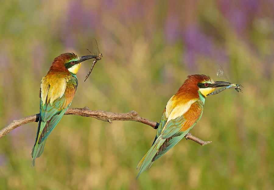 Wildlife Photograph - Bee-eater\s With Dragonfly\s by Avi Hirschfield