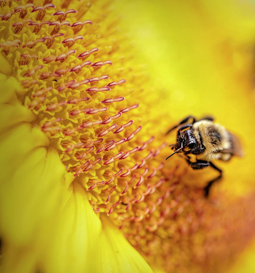 Bee Enjoys Sunflower Photograph by Deborah Penland