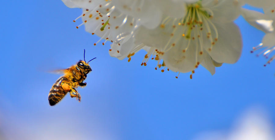 Bee Flying Near Cherry Blossom Photograph by Sandro Tasca Photography - Italy