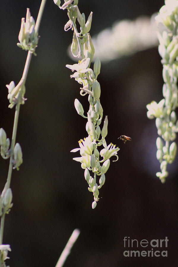 Bee Flying to Hesperaloe Parviflora Flower Photograph by Colleen Cornelius