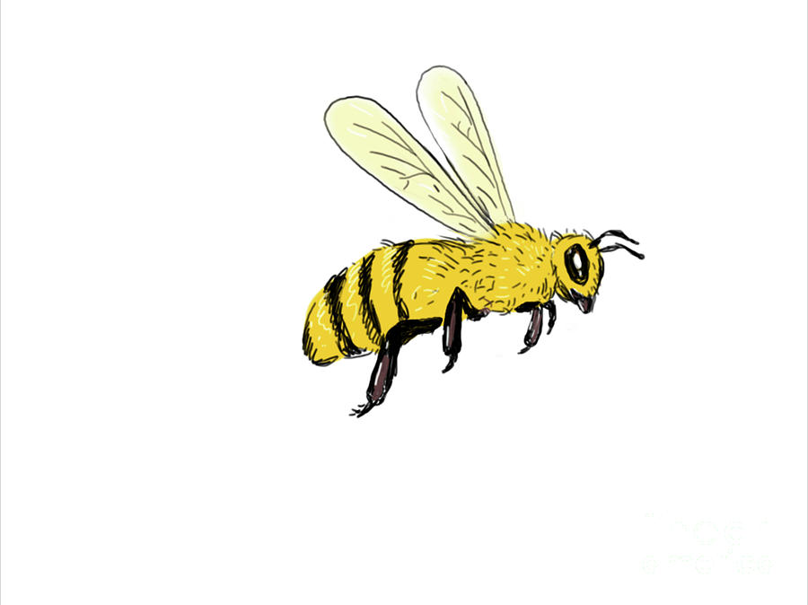 Bee Flying To Side Color Drawing Digital Art by Aloysius Patrimonio