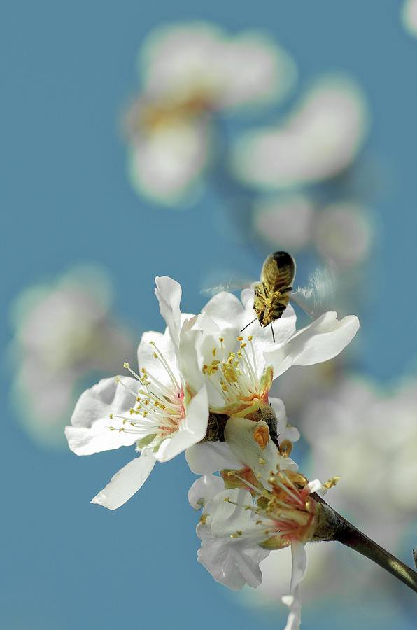 Bee Flying Towards Almond Blossom Photograph by Safran83