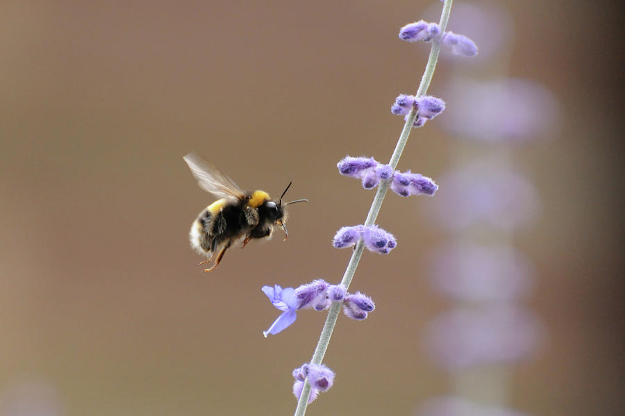 Bee Flying Towards Flowers Photograph by Darren Moston