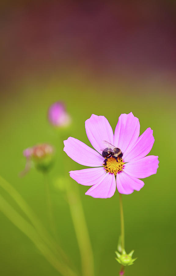 Flower Photograph - Bee Friendly by Garden Gate magazine