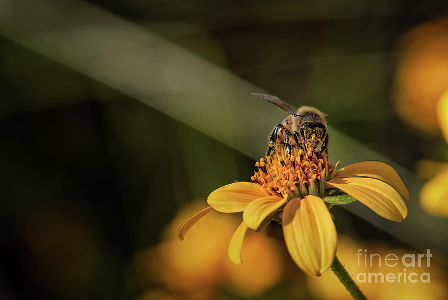 Bee Gathering Pollen Photograph by Al Andersen
