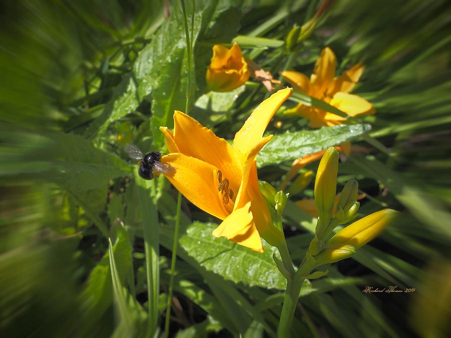 Bee Gold Day Lily Photograph by Richard Thomas