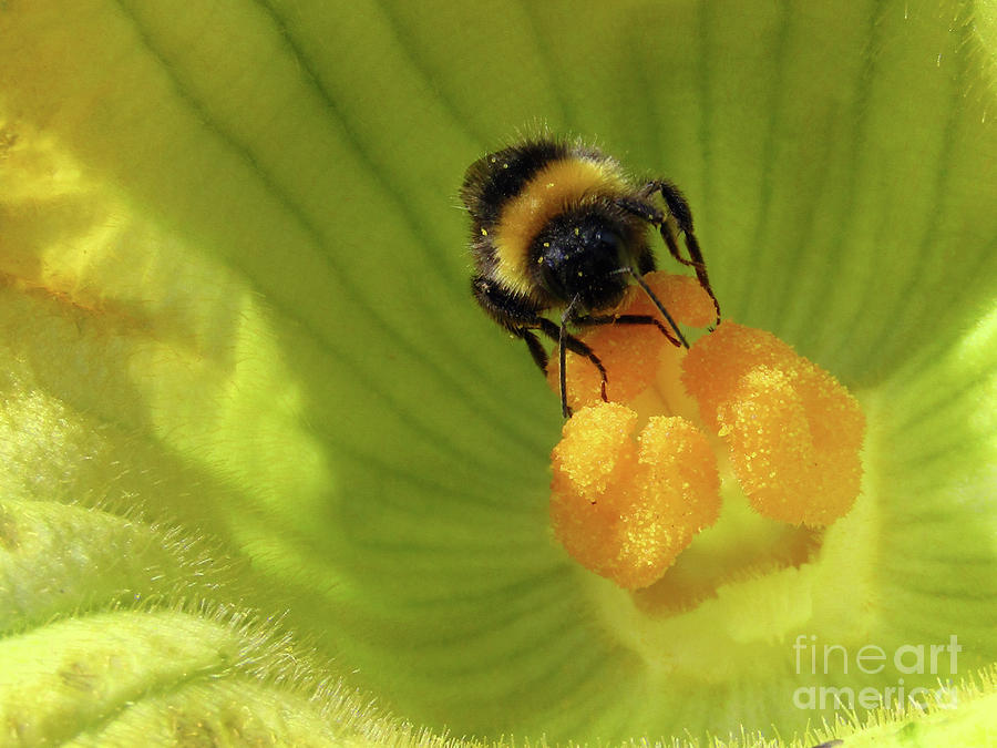 Bee Happy Photograph by Kim Tran