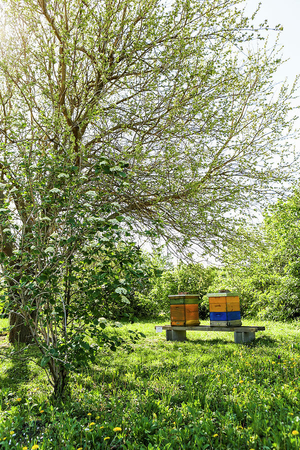 Bee Hives In A Garden Photograph by Sandra Krimshandl-tauscher