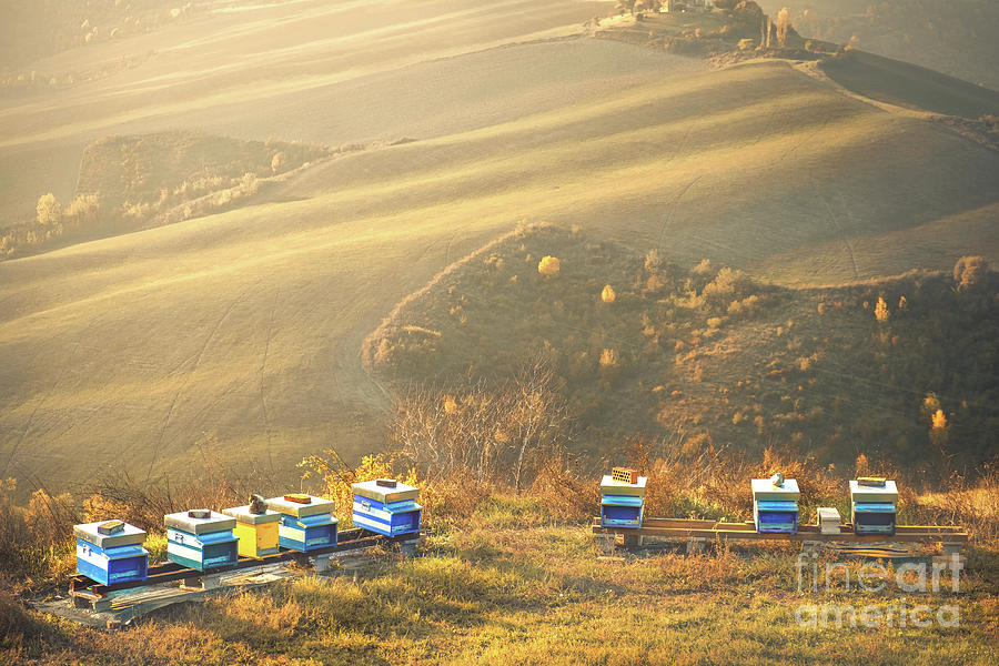 Bee Hives Landscape Background Hills Apiculture In Golden Sunset Light  Photograph by Luca Lorenzelli