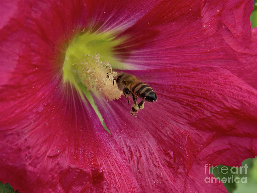 Bee hovering inside Hollyhock flower Photograph by Christy Garavetto