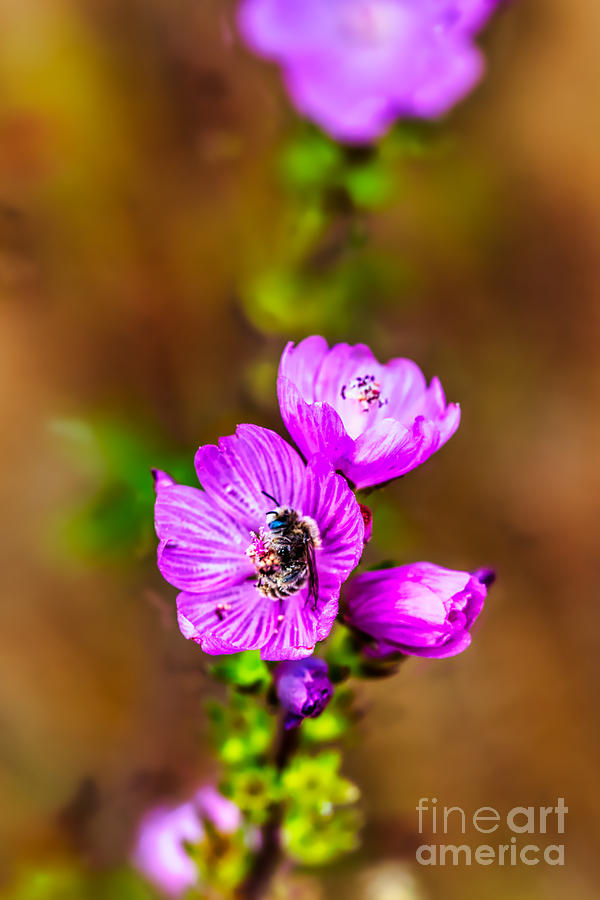 Bee in a checker mallow wildflower Photograph by Bruce Block