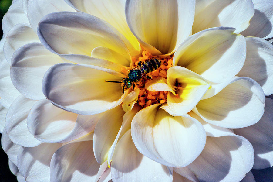Bee In A Dahali Flower Photograph by Garry Gay