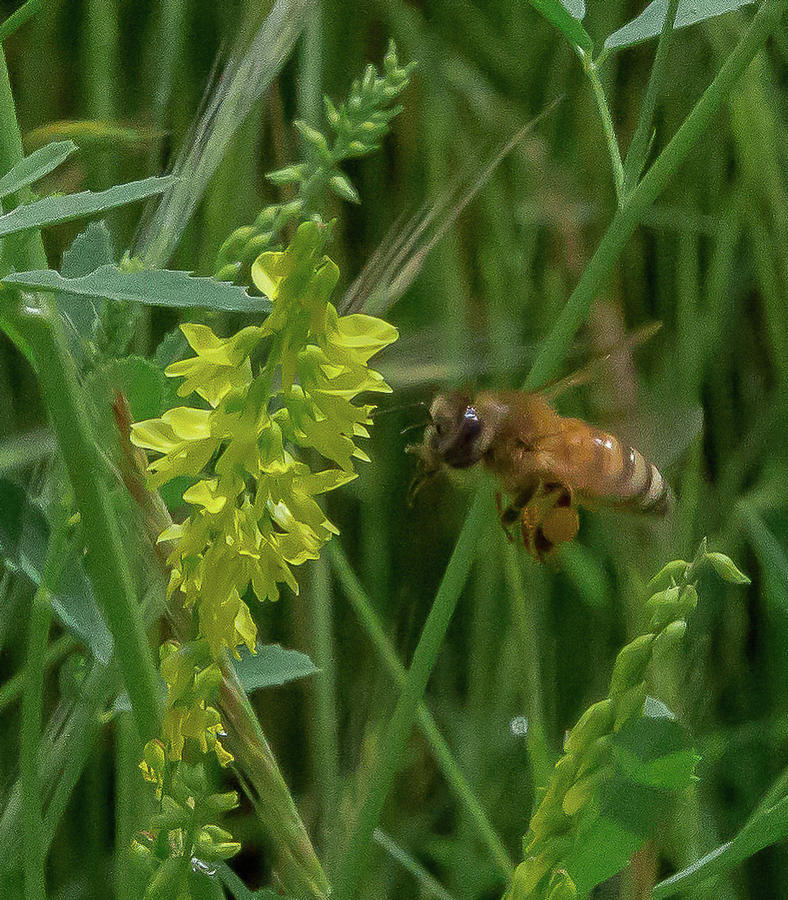 Bee in Flight Photograph by Lora J Wilson