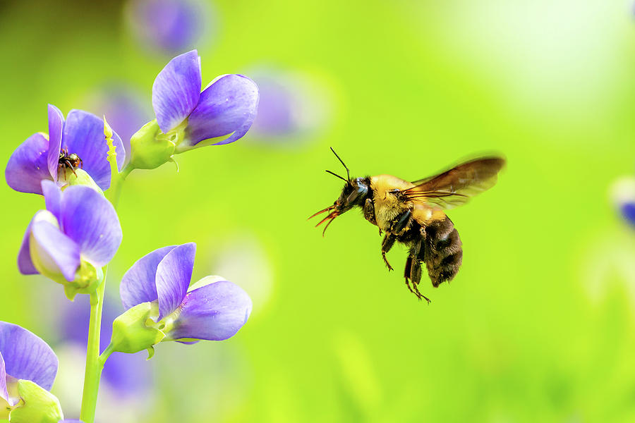 Bee in Flight Photograph by William Friggle - Fine Art America