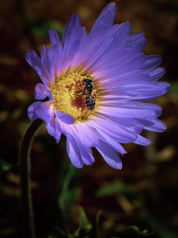 National Parks Photograph - Bee In Its Bonnet by Dianne Milliard
