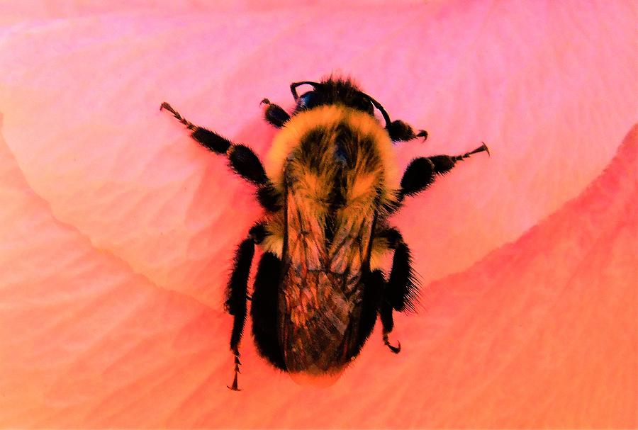 - Bee in pink Photograph by THERESA Nye