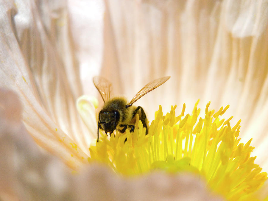 Bee In Poppy Photograph by Karla Velasco Photography