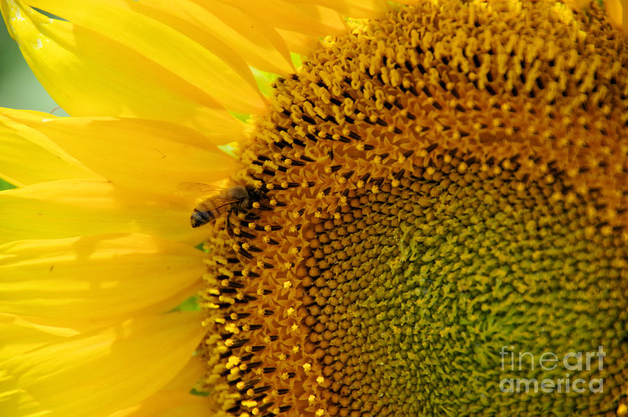 Bee in sunflower pistils Photograph by Jeff Swan