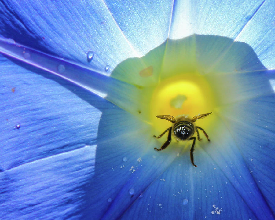 Bee in the Light Photograph by Kim Yarbrough