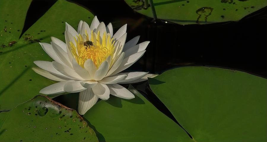 Bee In Water Lily Photograph by Steve DaPonte